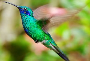 colibri