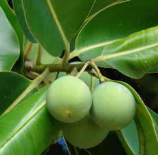 Tamanu_Callophyle