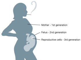 epigenetique_intergenerationnelle